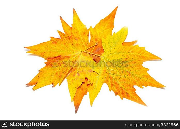 Orange fall maple leaves isolated on white.