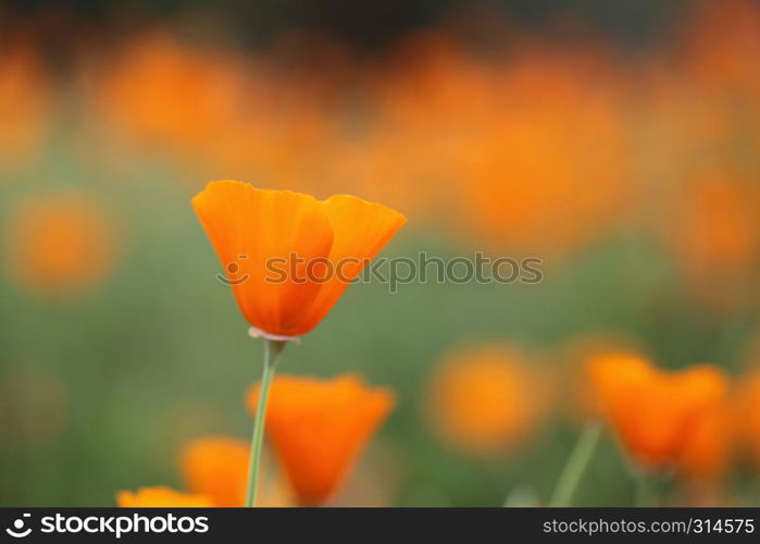 orange flower