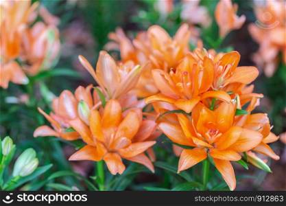 Orange flower and green leaf background in garden at sunny summer or spring day for postcard beauty decoration and agriculture design.