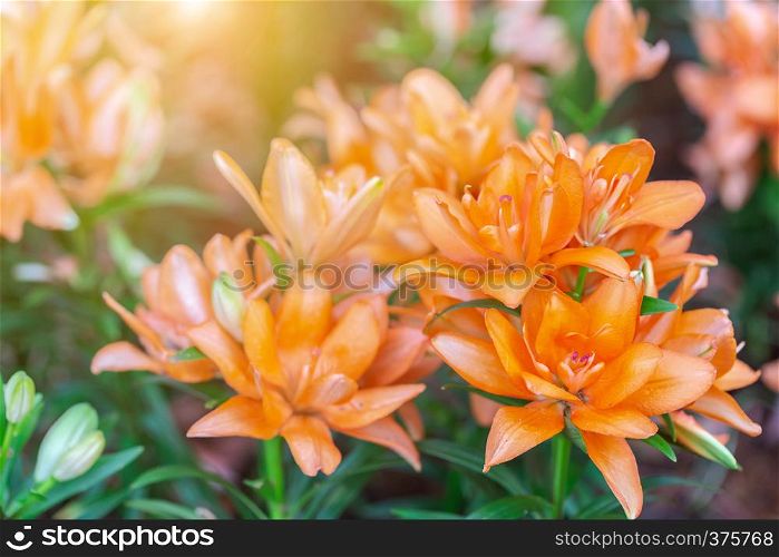 Orange flower and green leaf in garden at sunny summer or spring day for postcard beauty decoration and agriculture design.