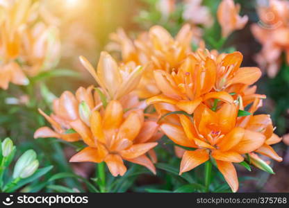 Orange flower and green leaf in garden at sunny summer or spring day for postcard beauty decoration and agriculture design.