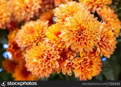 Orange flower and green leaf in garden at sunny summer or spring day for postcard beauty decoration and agriculture design