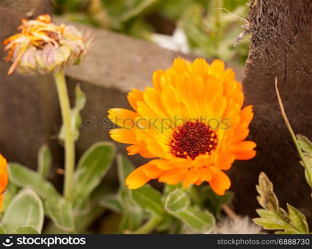 orange flower head outside in front garden macro isolated detail