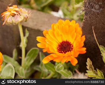 orange flower head outside in front garden macro isolated detail