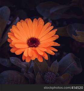 orange flower in springtime