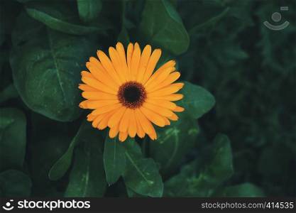 orange flower in springtime