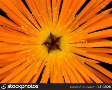 Orange flower macro
