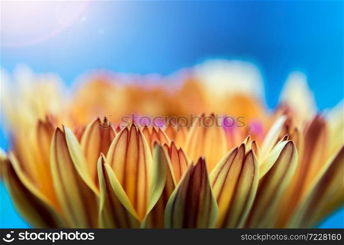 Orange flower petals, close up and blue background