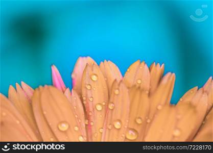 Orange flower petals with water drops, close up and blue background