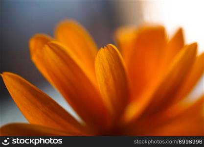 orange flower plant petals