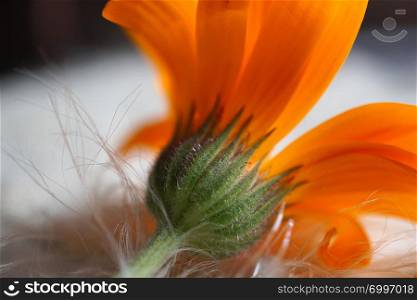 orange flower plant petals