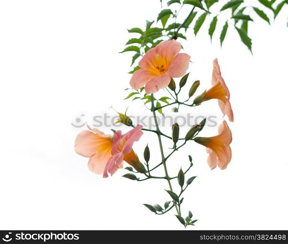 Orange flower with green leaves isolated white