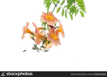 Orange flower with green leaves isolated white
