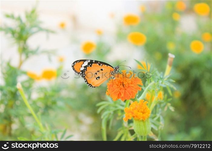 Orange Flowers and Butterfly at Sun Background.