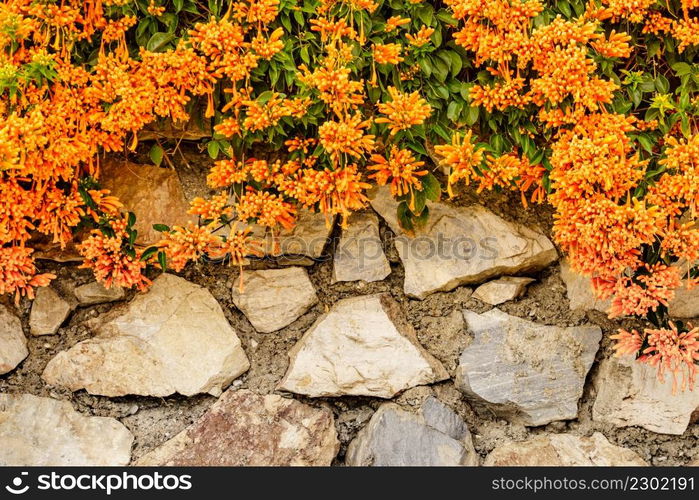 Orange flowers hanging over the garden fence wall in Spain. Pyrostegia venusta. Nature, blooming background.. Orange trumpet flowers in Spain