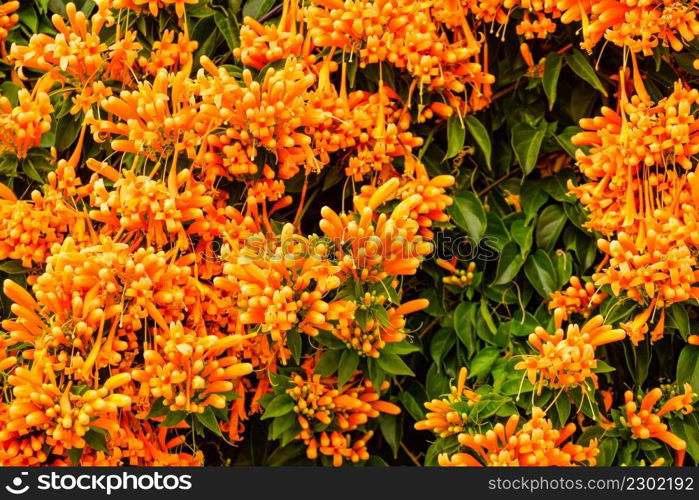 Orange flowers hanging over the garden fence wall in Spain. Pyrostegia venusta. Nature, blooming background.. Orange trumpet flowers in Spain