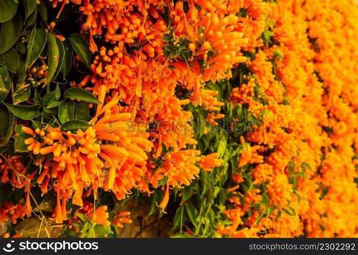 Orange flowers hanging over the garden fence wall in Spain. Pyrostegia venusta. Nature, blooming background.. Orange trumpet flowers in Spain