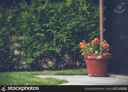 Orange flowers in a flowerpot on a garden terrace