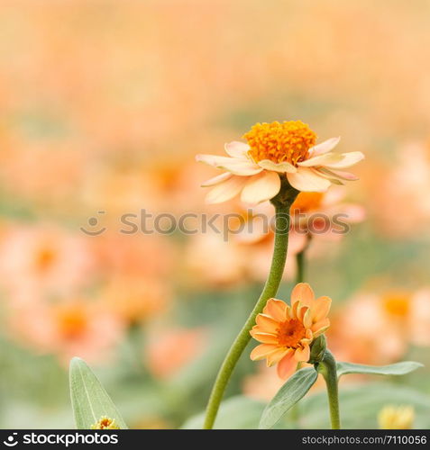 Orange flowers in the garden and a blurred background, AF point selection, Space for write.