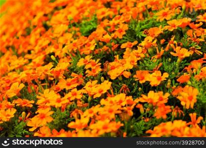 Orange flowers in the garden. Spring or summer nature background