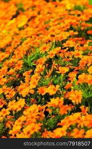 Orange flowers in the garden. Spring or summer nature background