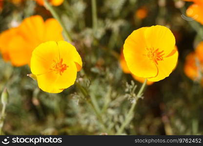 Orange flowers of California poppy in a garden during summer