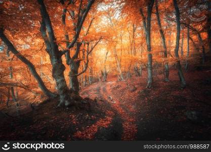 Orange forest with trail in fog in autumn. Colorful landscape with beautiful enchanted trees with yellow and red leaves in fall. Amazing scene with mystical foggy forest. Fairy woodland. Nature