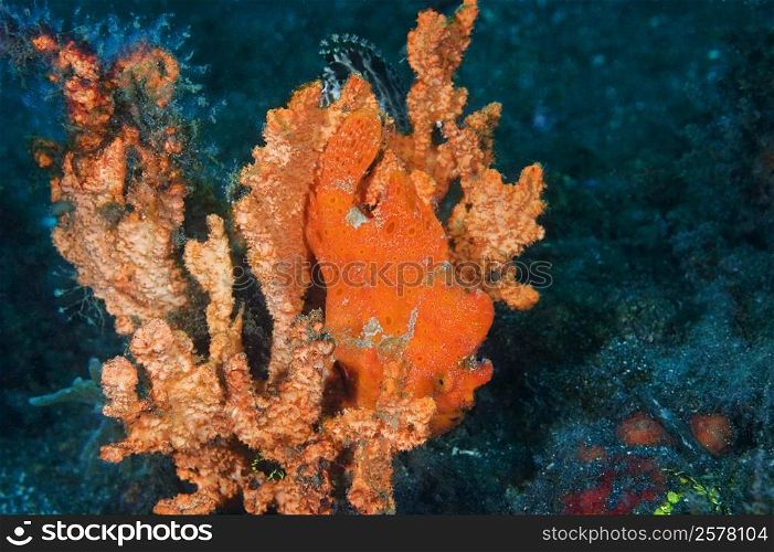 Orange Frogfish on an Orange Sponge underwater, North Sulawesi, Sulawesi, Indonesia