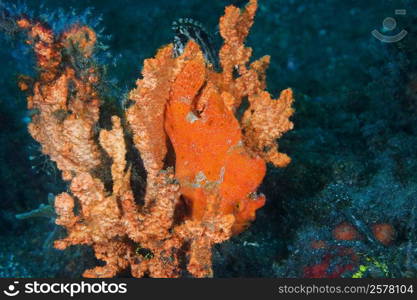 Orange Frogfish on an Orange Sponge underwater, North Sulawesi, Sulawesi, Indonesia