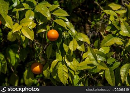 Orange fruit hanging on the tree