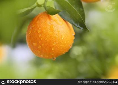 orange fruit hanging tree fresh water drops