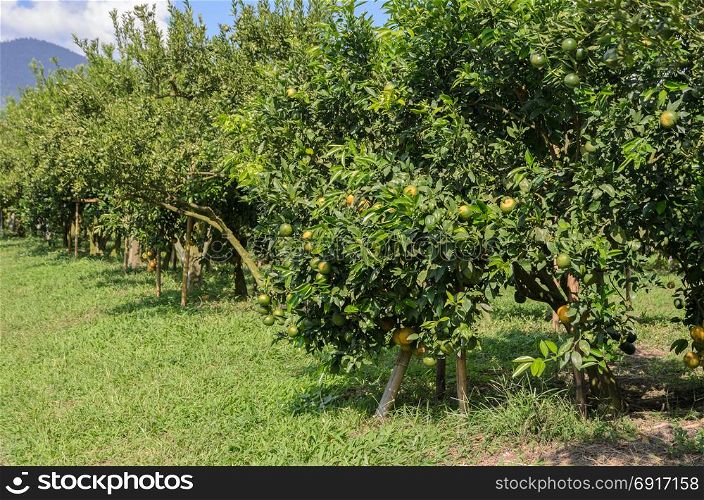 Orange fruit on its tree in the Orange orchard