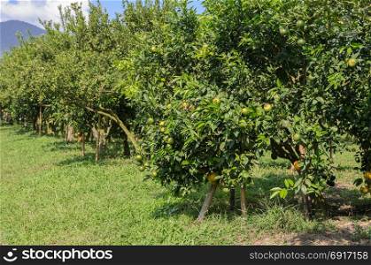 Orange fruit on its tree in the Orange orchard