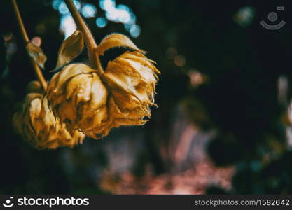 Orange fruits in the park with sunlight