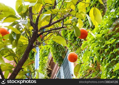 Orange fruits on a tree near the house