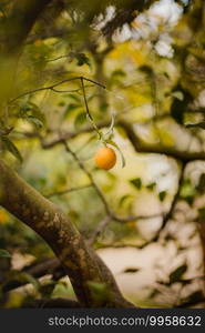 Orange fruits on tree during daytime