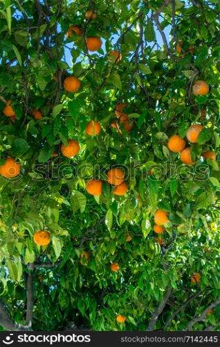 Orange garden. citrus fruits. oranges on a tree