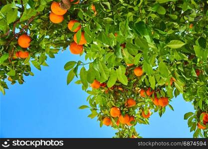 Orange garden. Orange tree. Mandarins on the tree