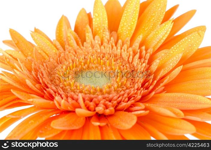 Orange gerbera daisy closeup.