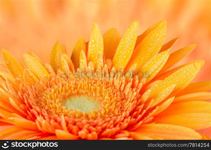 Orange gerbera daisy closeup on orange defocused background.
