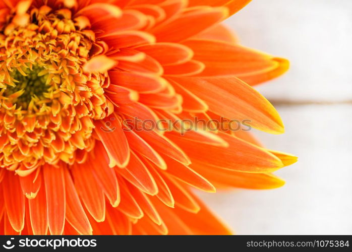 Orange gerbera daisy flower spring summer blooming beautiful composition on white wooden background - copy space