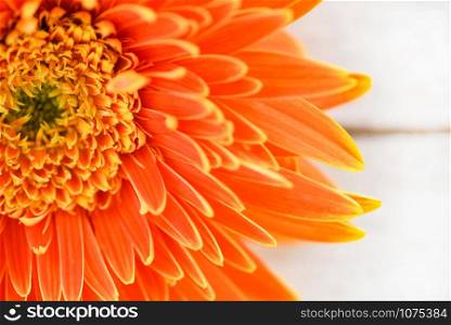 Orange gerbera daisy flower spring summer blooming beautiful composition on white wooden background - copy space