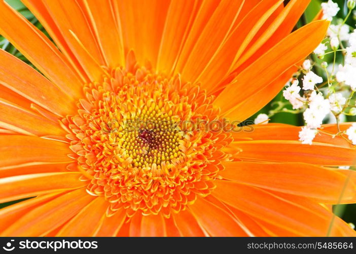 Orange gerbera flower agaisnt green blurred background