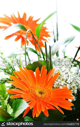 Orange gerbera flower agaisnt green blurred background