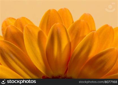 Orange Gerbera flower blossom.