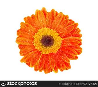 orange gerbera flower closeup on white background