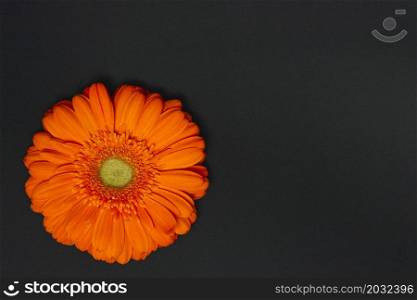 orange gerbera flower dark table