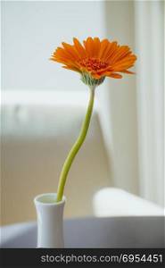 Orange gerbera flower in white vase on white background.