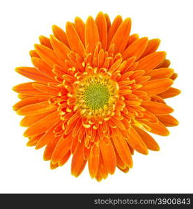 orange gerbera flower isolated on white with clipping path