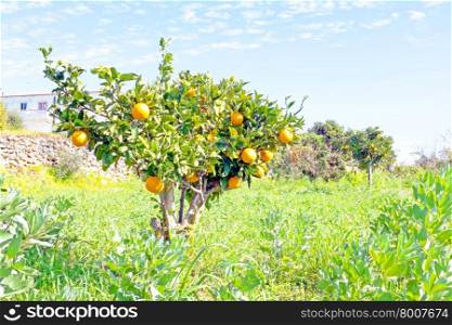 Orange grove in the countryside from Portugal
